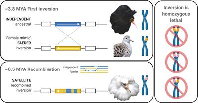 Gene Expression Modification by an Autosomal Inversion Associated With Three Male Mating Morphs